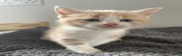 Mixed Breed cats for sale: Beautiful cream kittens for sale - Advert 6