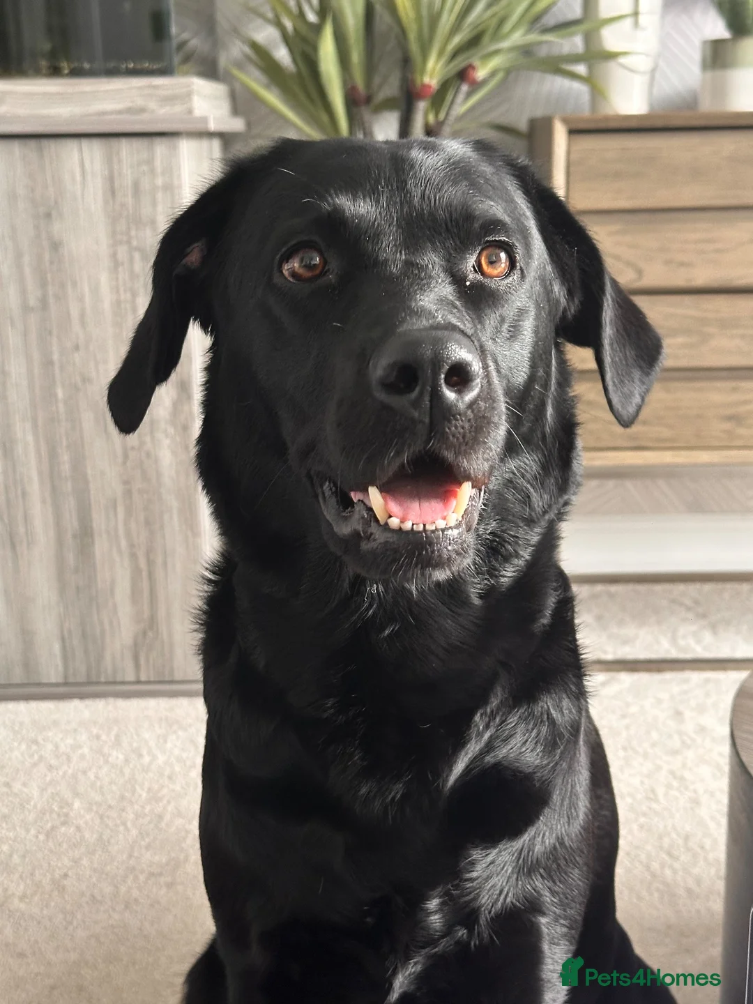 Labrador Retriever dogs for sale: Labrador puppy’s available from 24/09. - Advert 2