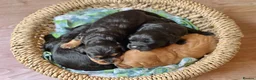 Cavapoo dogs for sale: Beautiful Cavapoo Puppies in Darlington - Advert 9