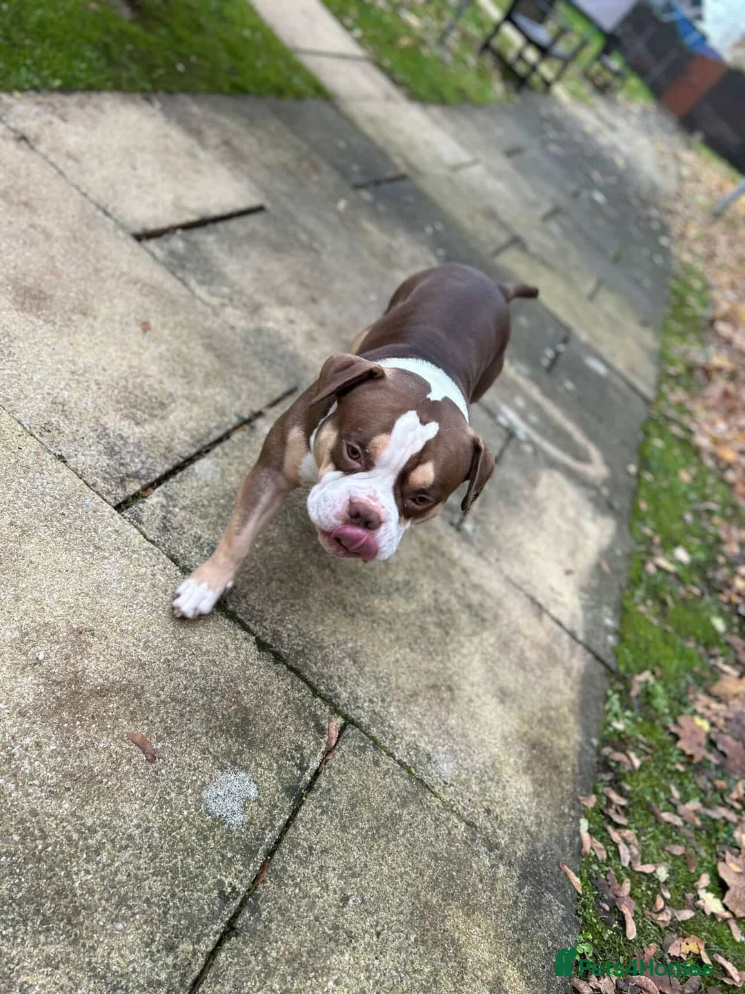 American Bully dogs for stud: Arlo 3 year old pocket bully for stud!! in Ellesmere Port - Advert 1
