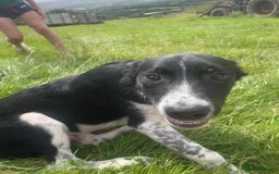 Border Collie dogs for sale: Collie  - Image 6