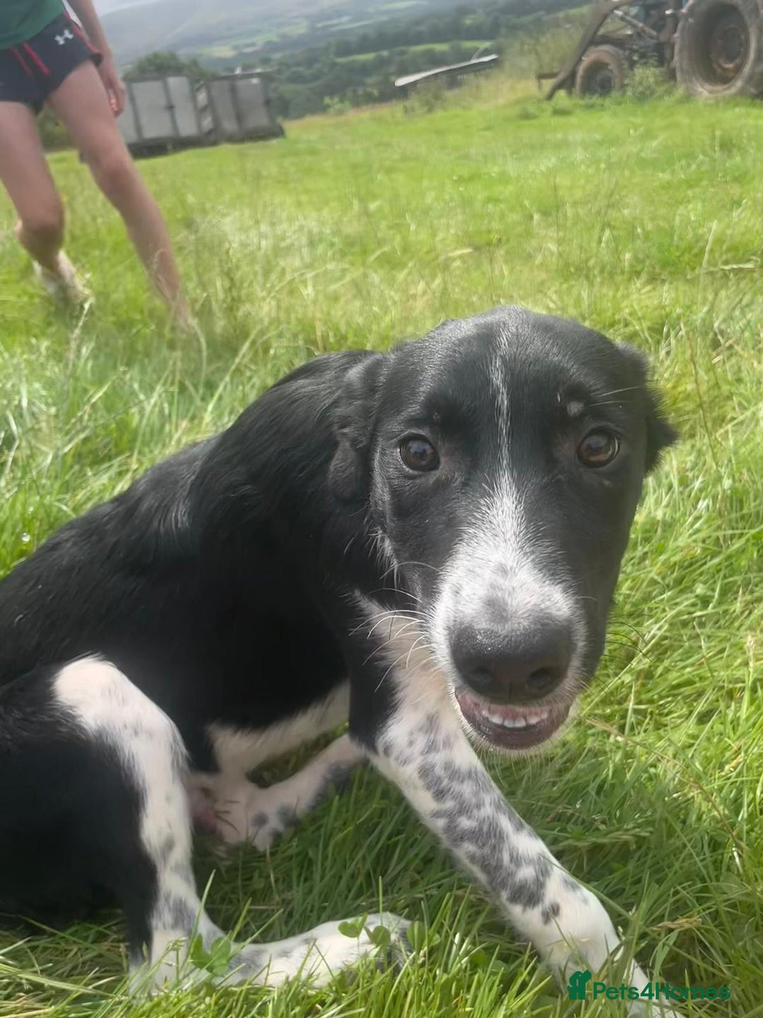 Border Collie dogs for sale: Collie  - Image 6