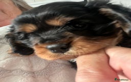 Cavalier King Charles Spaniel dogs for sale: Beautiful King Charles spanial - Advert 7