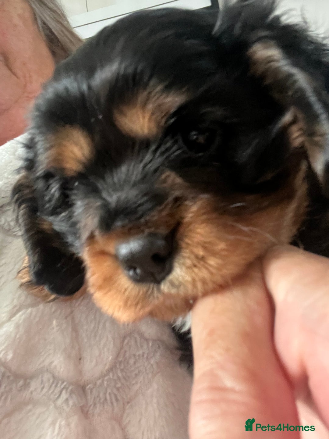 Cavalier King Charles Spaniel dogs for sale: Beautiful King Charles spanial - Advert 7