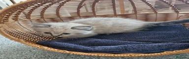 Ragdoll 5