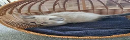 Ragdoll cats for sale: Ragdoll kittens in Porth - Advert 1