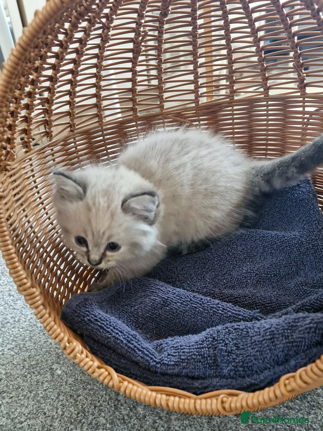 Ragdoll cats for sale: Ragdoll kittens in Porth - Advert 1