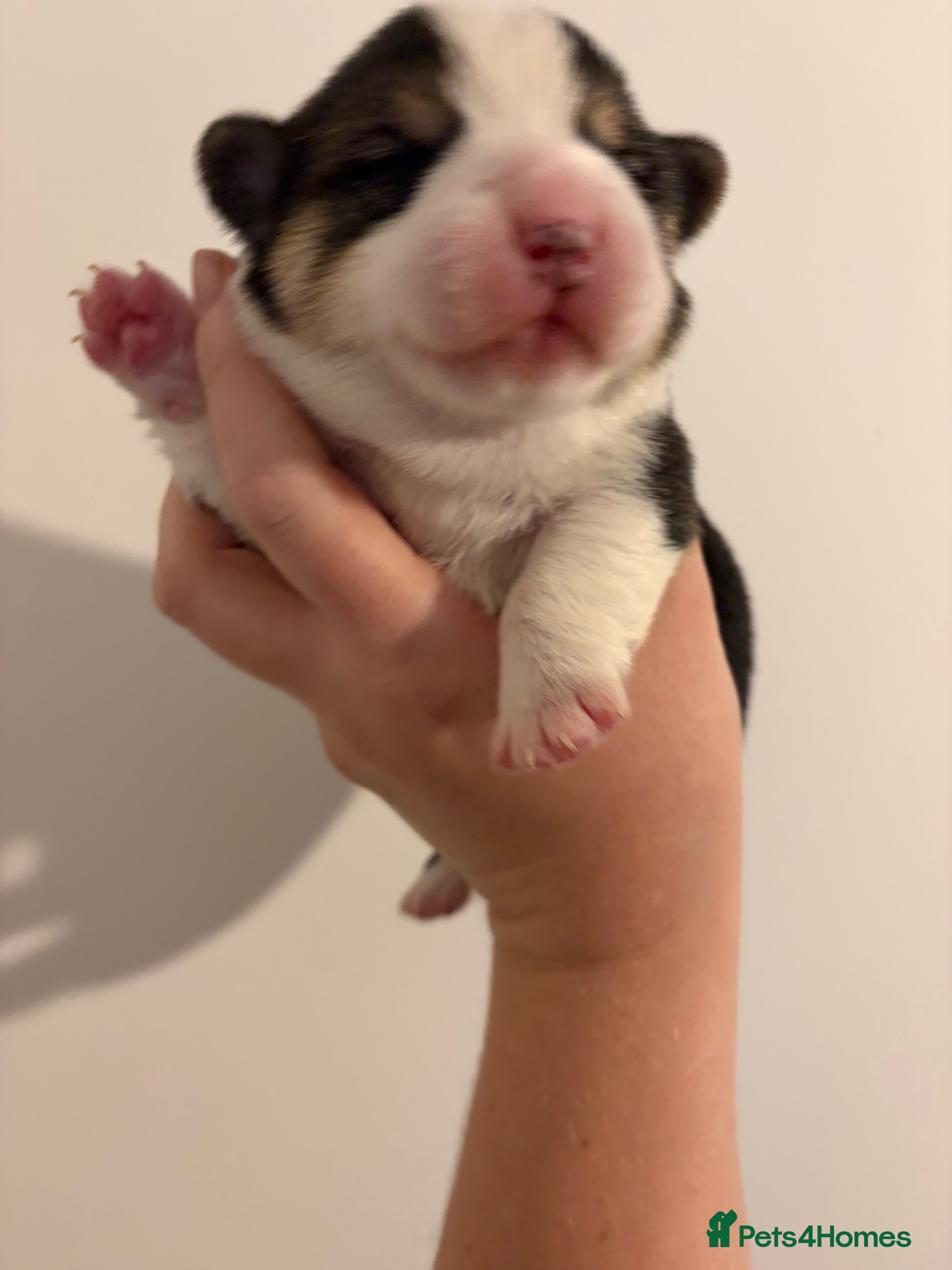 Welsh Corgi Pembroke dogs Cherished Welsh Pembrokeshire Corgis  - Advert 2