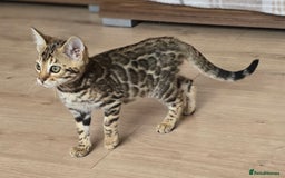 Bengal cats for sale: Tica Registered Brown bengal girl  - Image 4