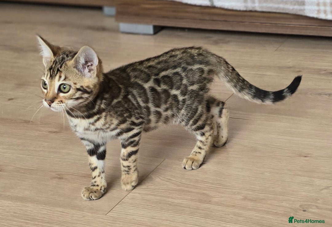 Bengal cats for sale: Tica Registered Brown bengal girl  - Image 4
