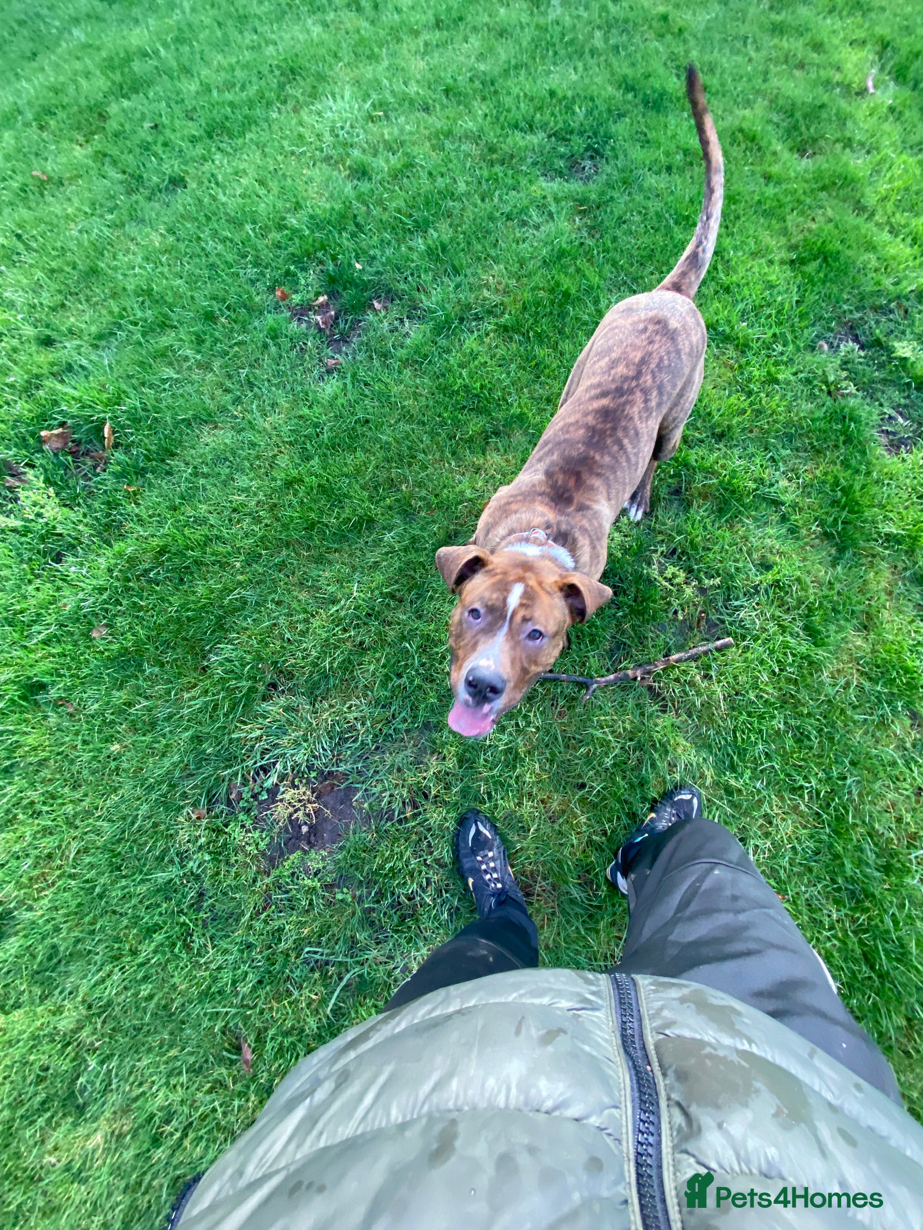 Cane Corso dogs CANE CORSO STUD (Milo) - Advert 1