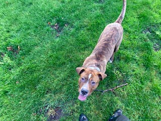 Cane Corso dogs CANE CORSO STUD (Milo) - Advert 3