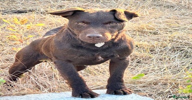 Patterdale Terrier dogs - Advert 6
