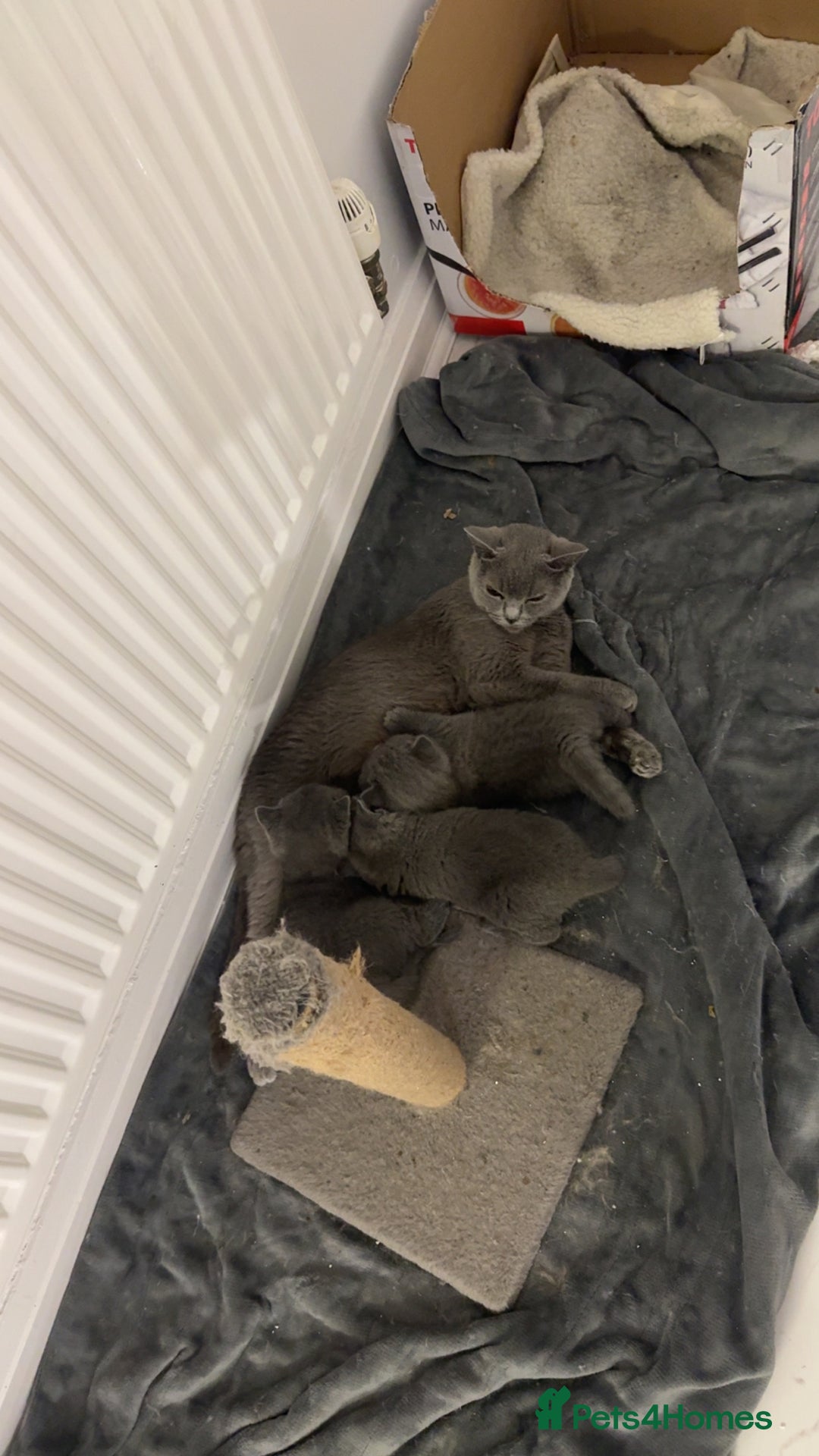 British Shorthair cats for sale: British short hairs  - Image 10