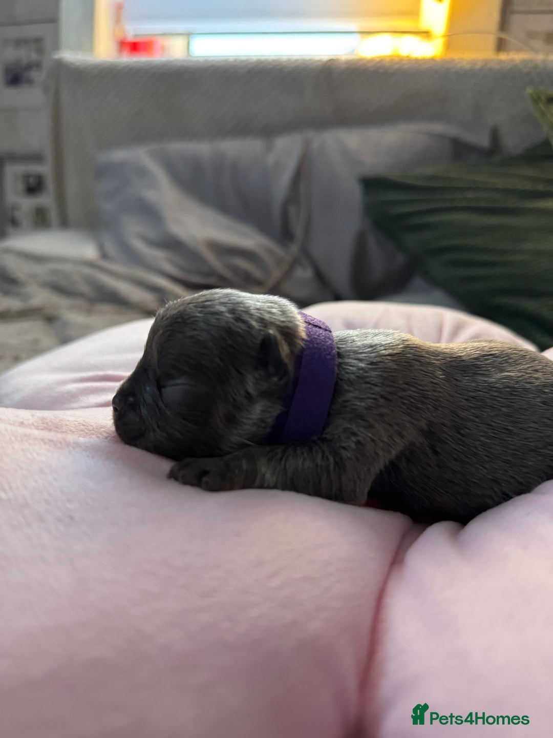 French Bulldog dogs for sale: 🎉 New years pups 🎉 7 adorable French bulldog pup - Advert 15