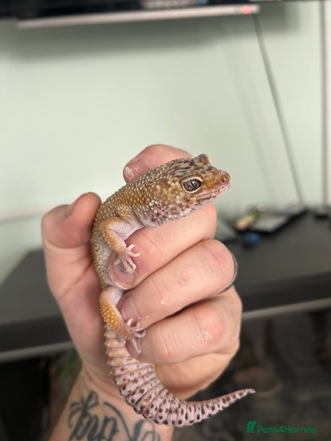 Leopard Gecko reptiles for sale: Friendly healthy Leopard Gecko  - Advert 2