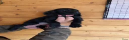 Cocker Spaniel dogs for sale: cocker spaniel pups from champion  blood lines  - Advert 3