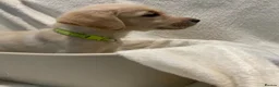 Goldador dogs for sale: 3 Retriever boys for sale  - Advert 5