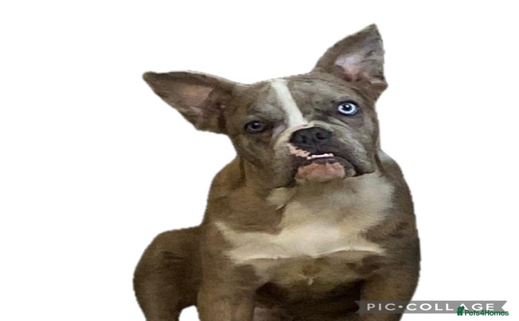 French Bulldog dogs in Doncaster - Advert 13