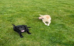 Labrador Retriever dogs for sale: Black Pure bred kg reg Labrador for sale  - Image 9