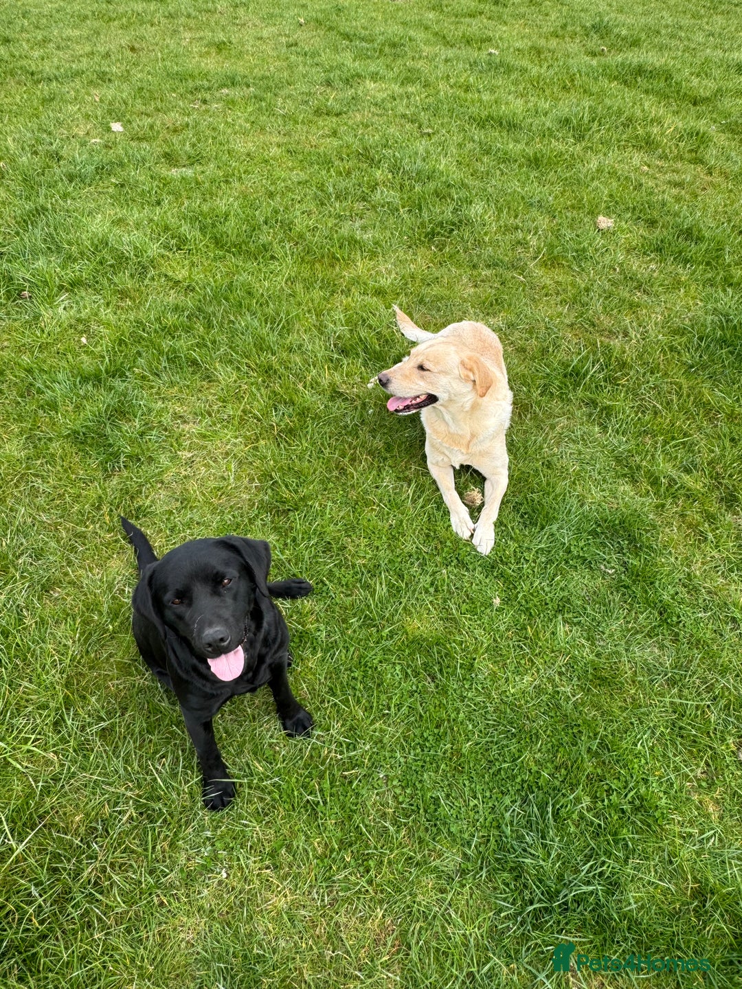 Labrador Retriever dogs for sale: Black Pure bred kg reg Labrador for sale  - Image 9