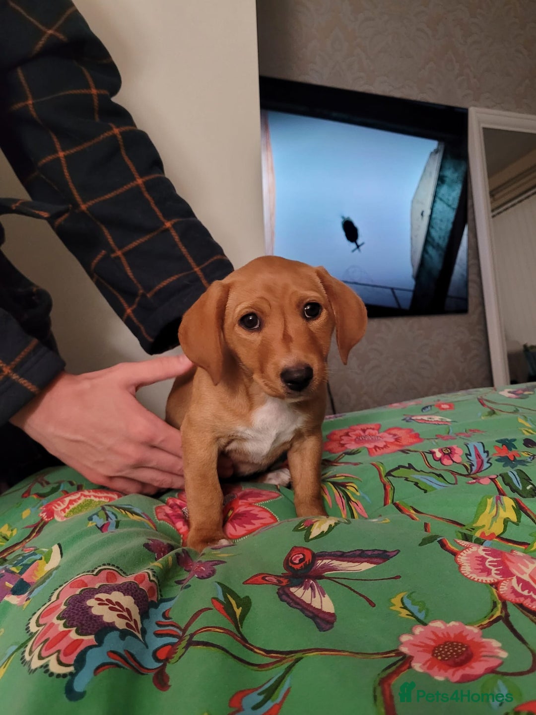 Mixed Breed dogs for sale: Beautiful bella - Image 2