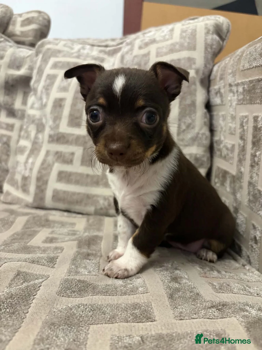 Chihuahua dogs for sale: Chihuahua puppies in Tilbury - Advert 2
