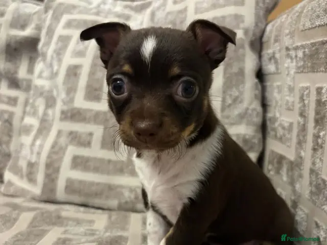 Chihuahua dogs Chihuahua puppies - Advert 8