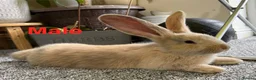 Continental Giant rabbits for sale: 3 PURE CONTINENTAL GIANT RABBITS - Advert 4