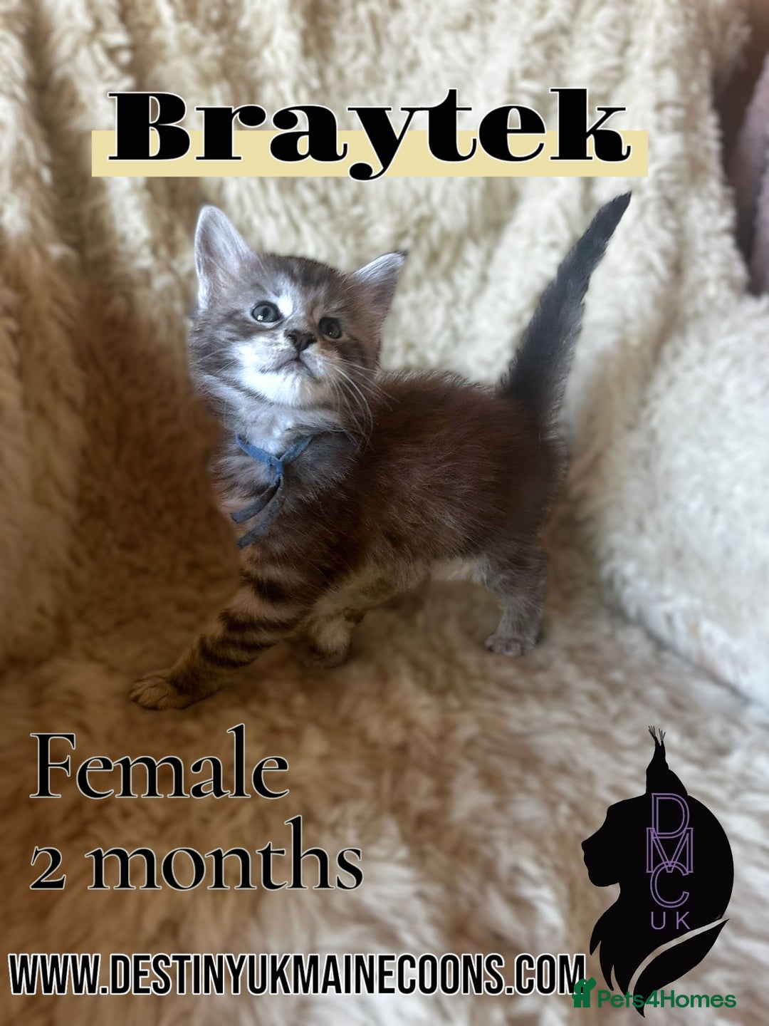Maine Coon cats for sale: 2 females left  - Image 6