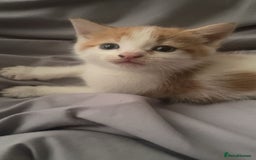 Mixed Breed cats for sale: Kittens for sale  - Image 5