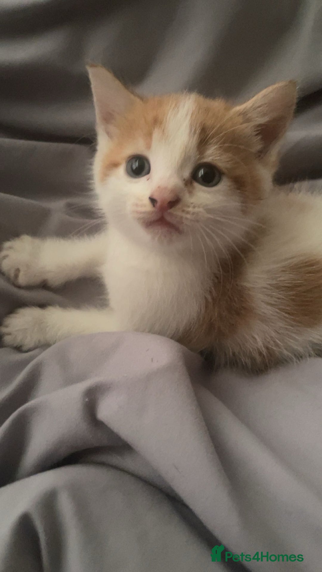 Mixed Breed cats for sale: Kittens for sale  - Image 5