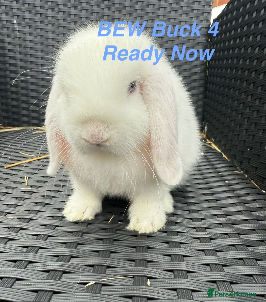 Mini Lop rabbits for sale: Mini Lops Bunnies. READ DESCRIPTION - Updated 22/7 in Chard - Image 24