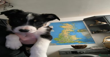 Border Collie dogs - Advert 3