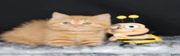 British Longhair cats for sale: Register Golden British Longhair/Shorthaired  - Advert 10
