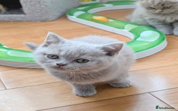 Scottish Fold cats for sale: Scottish fold kittens are looking for family🥰 - Image 6
