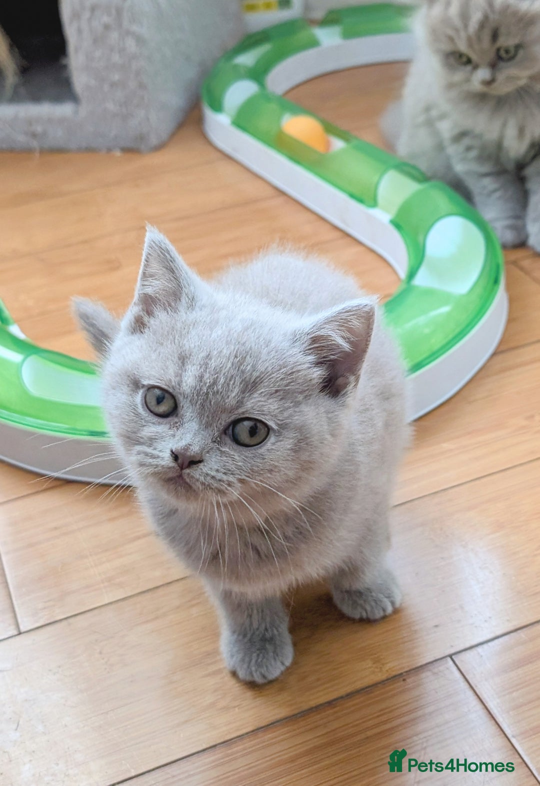 Scottish Fold cats for sale: Scottish fold kittens are looking for family🥰 - Image 6