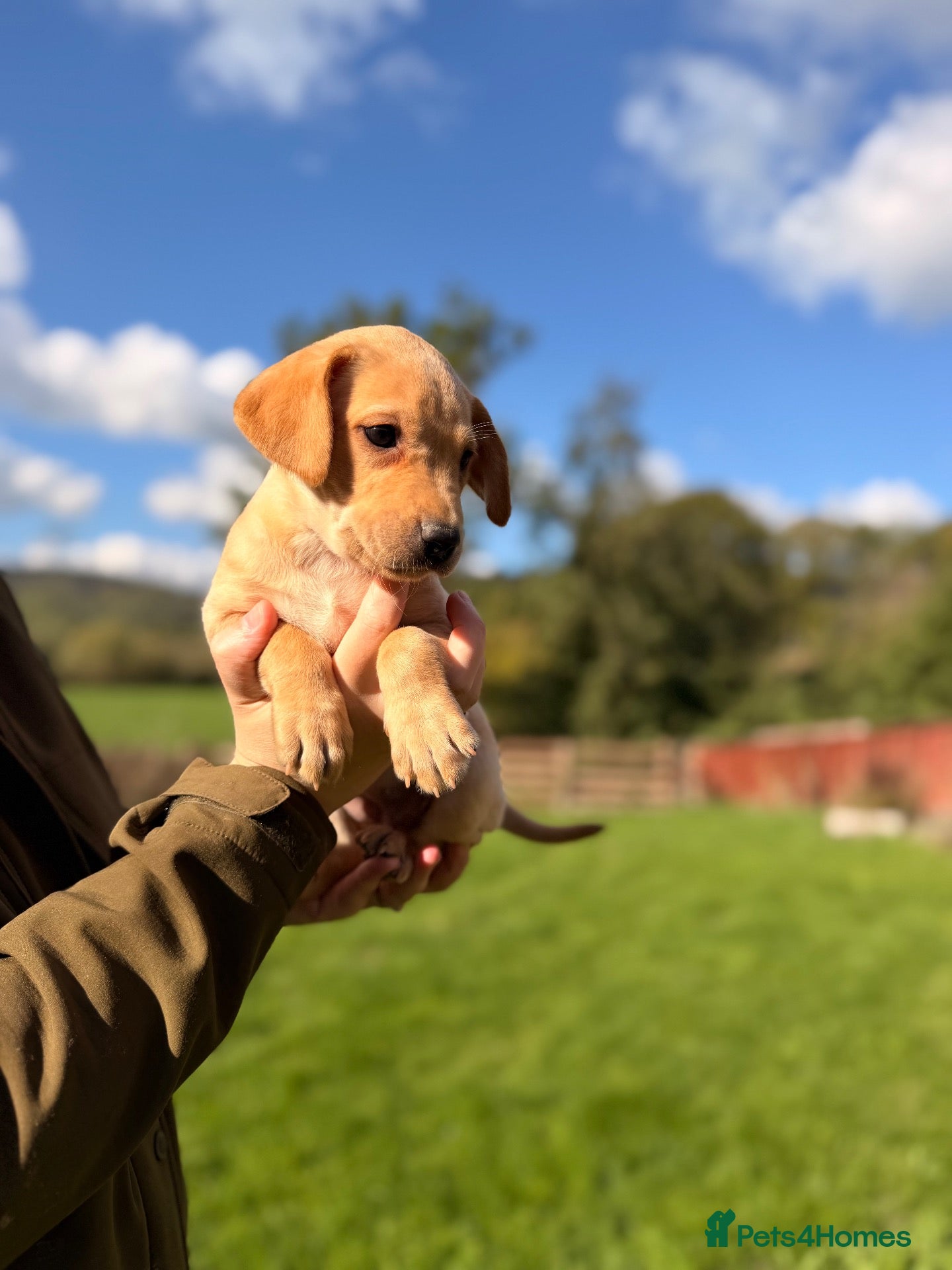 Labrador Retriever dogs Only 4 little labrador girls left 🏡🩷 - Advert 1