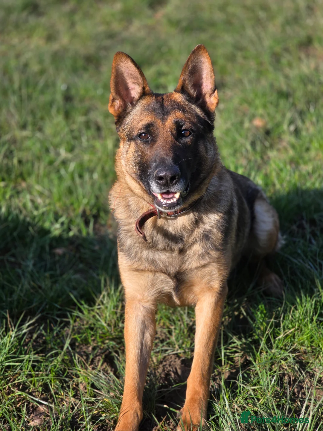 German Shepherd dogs for sale: Working Line German Shepherd  - Advert 1