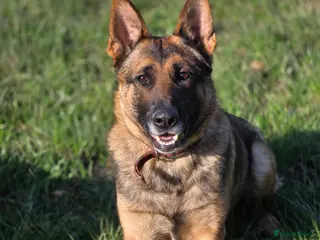 German Shepherd dogs Working Line German Shepherd - Advert 1