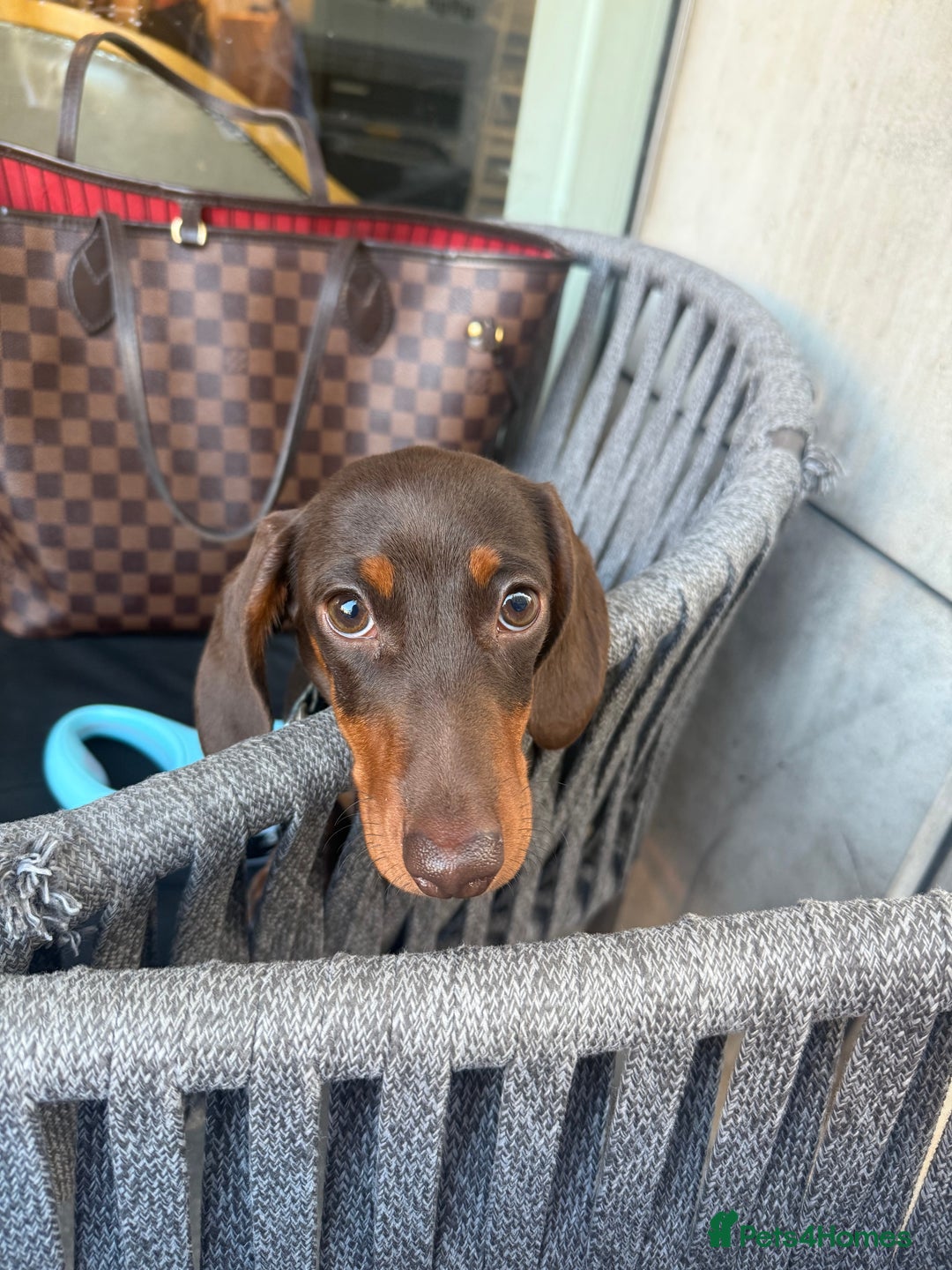 Miniature Dachshund dogs for stud: Miniature Dachshund Rolo - Advert 3