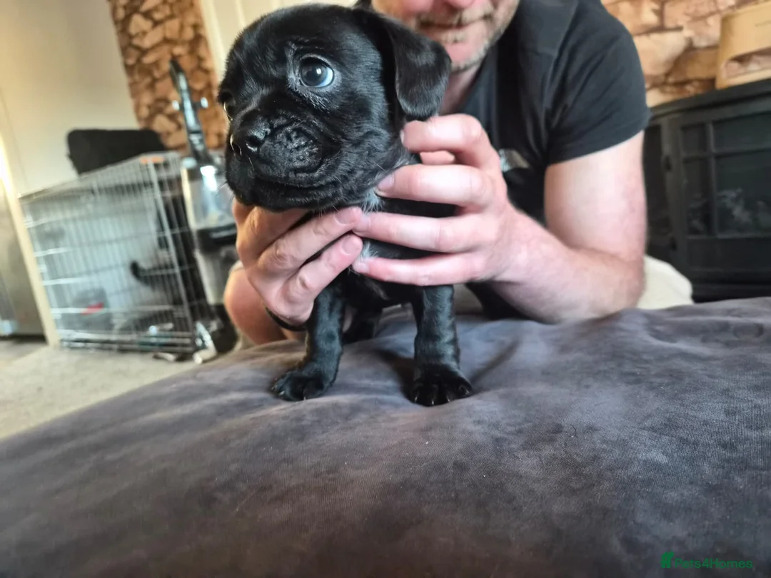 Mixed Breed dogs for sale: French bulldog x sprocker spaniel  - Advert 7
