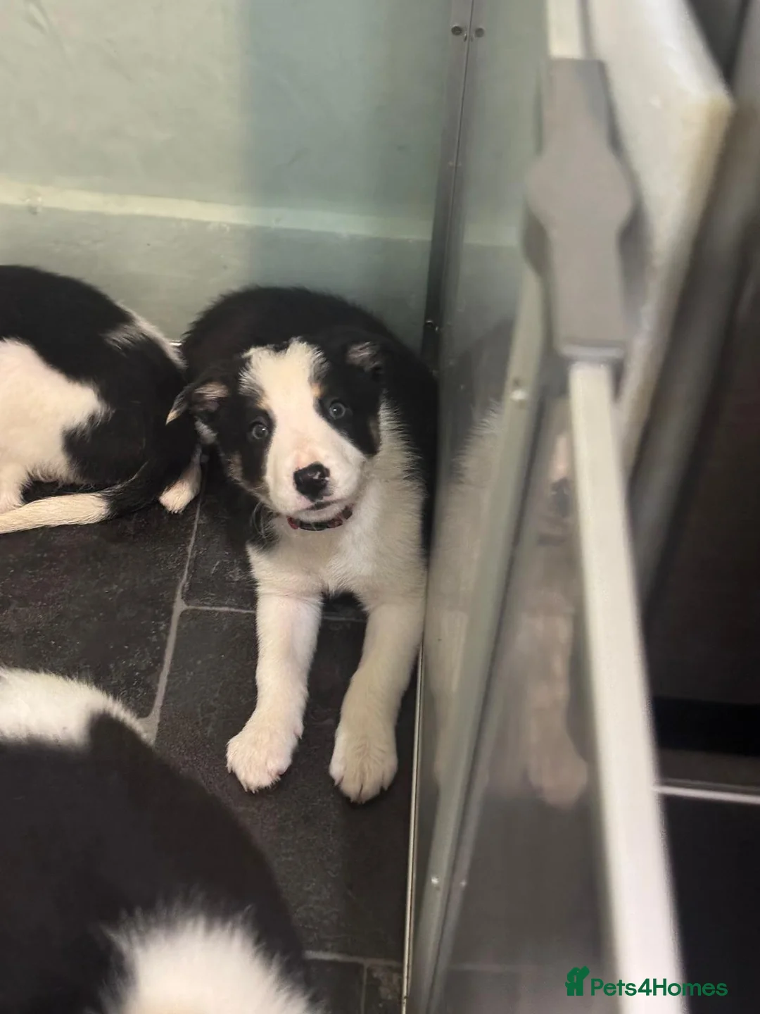 Border Collie dogs for sale: 1 Border Collie Pup - Health tested clear parents - Advert 36