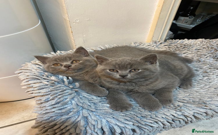British Shorthair cats - Advert 9