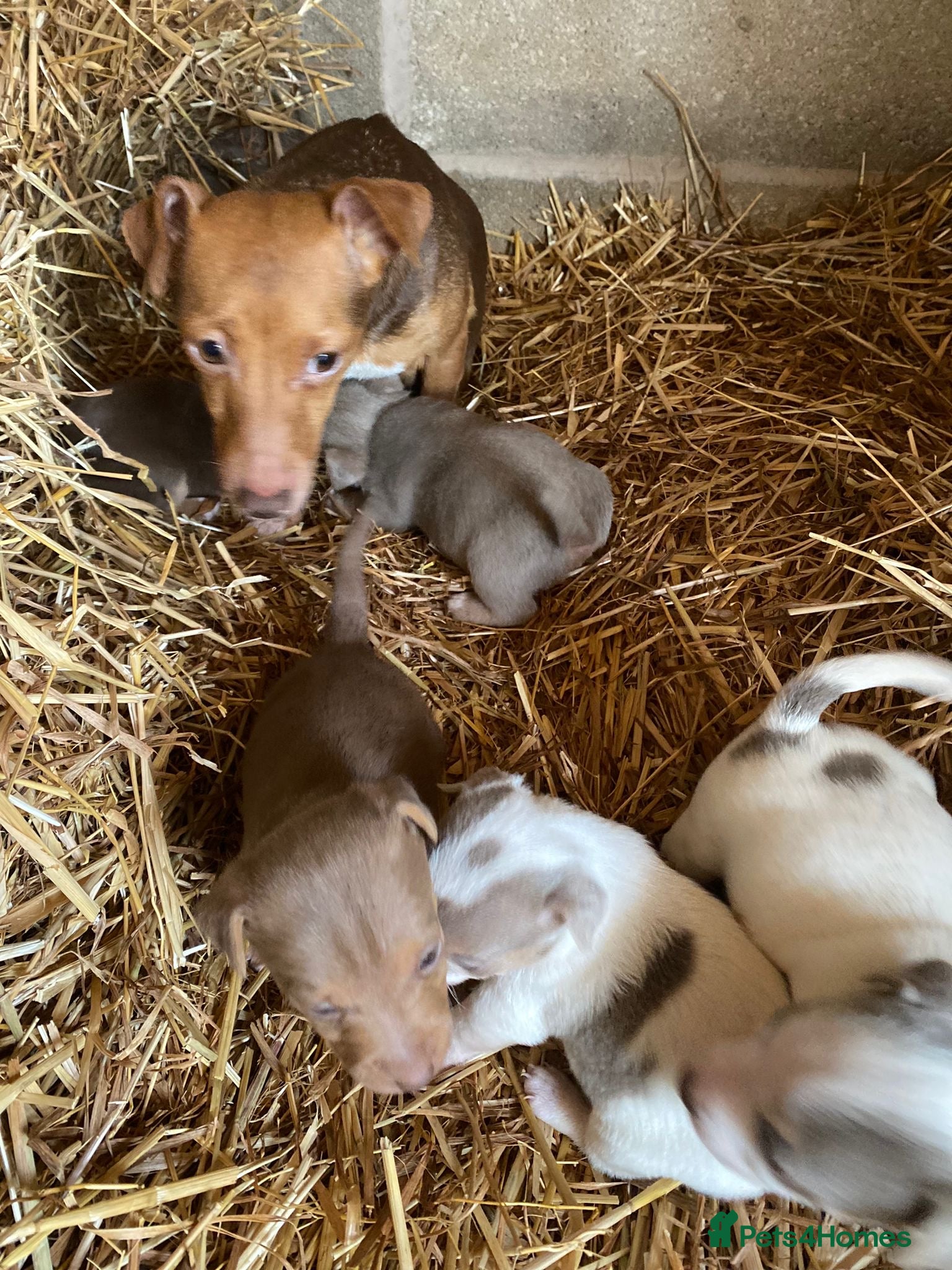 Jack Russell dogs Beautiful coloured Jack Russell puppies  - Advert 9