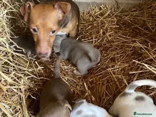 Jack Russell dogs Beautiful coloured Jack Russell puppies - Advert 9