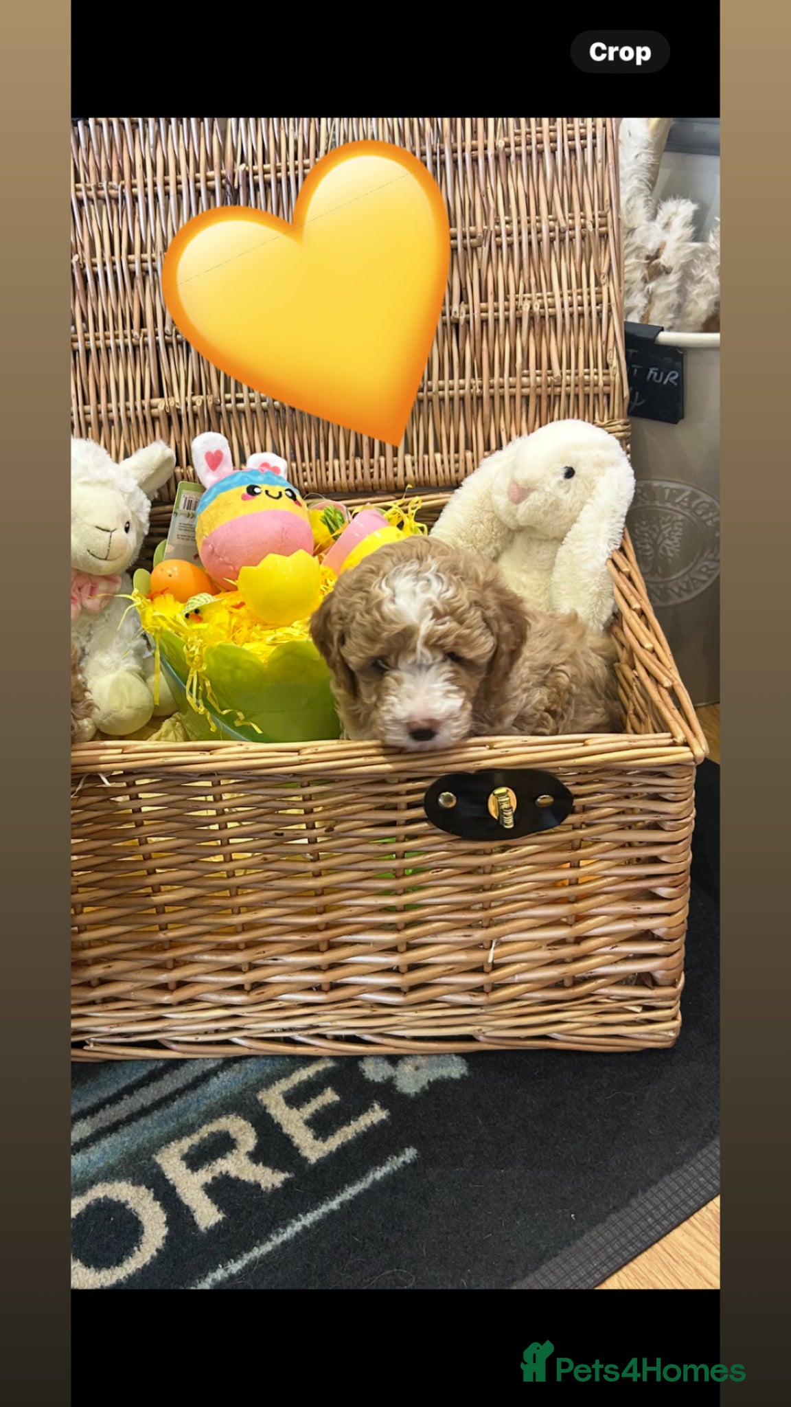 Poochon dogs Adorable Poochon puppies  - Advert 18