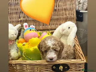 Poochon dogs Adorable Poochon puppies - Advert 18