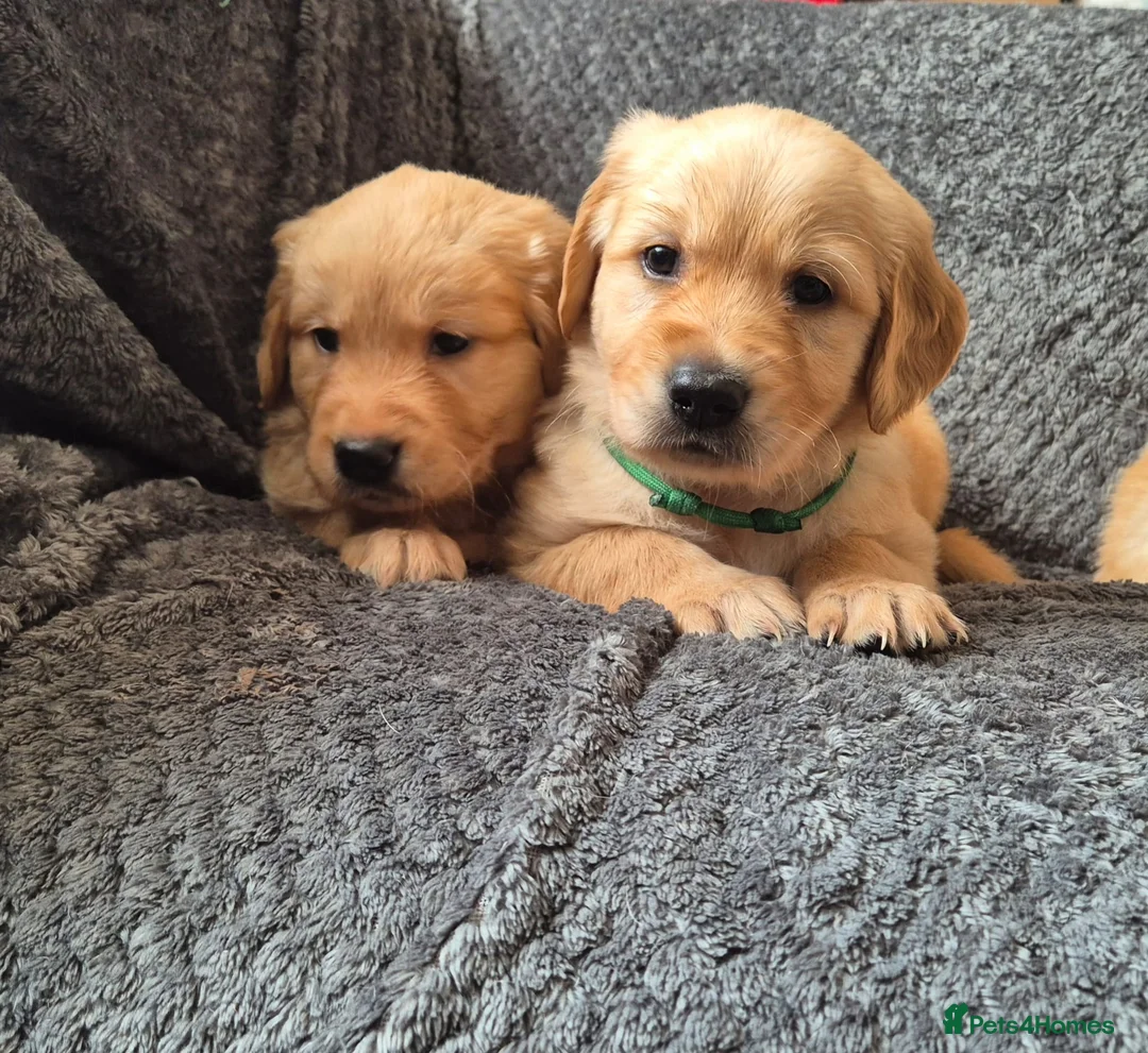 Golden Retriever dogs for sale: Beautiful KC Reg Golden Retrievers - Advert 10
