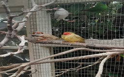 Finches birds for sale: Mixed aviary for sale.  - Image 11